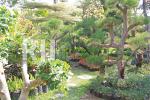 Beberapa jenis tanaman bonsai
