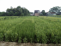 tanah ringroad utara