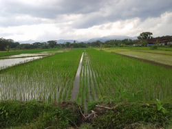 tanah seyegan sleman