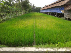 rumahjogja indonesia